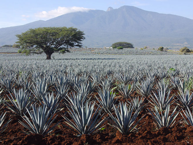 Blue agave crops with large tree in background.